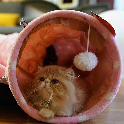 Cat Tunnel & Bed Comfort Set