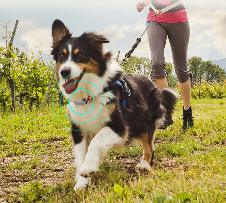 GPS Pet Tracker Collar