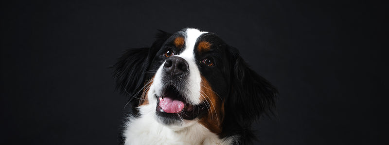 Dogs